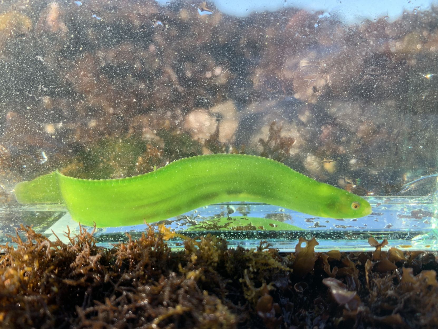 Rockweed Gunnel